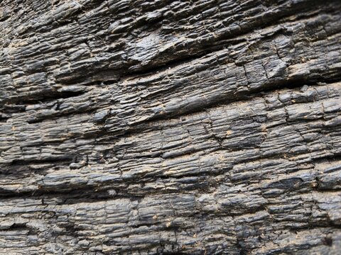 charred bark texture