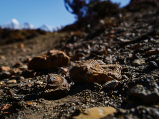 Ammonite fossils on the rocky ground along the Annapurna Circuit trail in the Himalayas, Nepal © Martin