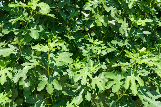 Bl&auml;tter des Feigenstrauchs, Laubbl&auml;tter des Feigenbaums, Ficus carica 