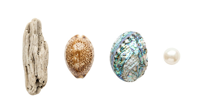 Detailed driftwood piece alongside speckled cowrie shell, iridescent abalone shell and a polished white pearl arranged on transparent background