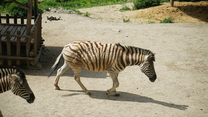 zebra in the zoo © Иван Григорьев