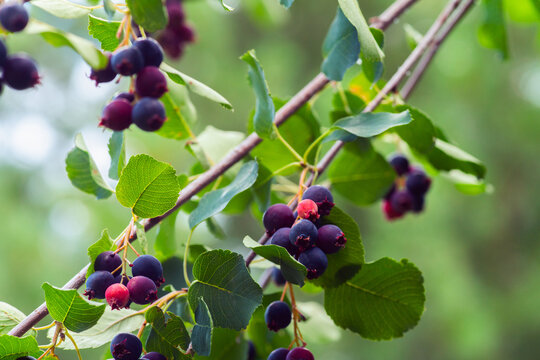 Ripe Shadberries (Amelanchier berries) in the garden. Shallow depth of field.