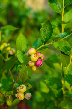 Green unripe blueberry on the plant in summer garden. Selective focus. Shallow depth of field.