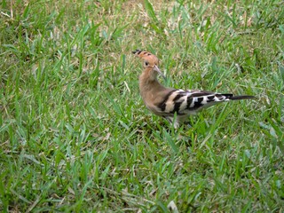 Eurasian Hoopoe Foraging on Green Lawn © Bilal Ahmed