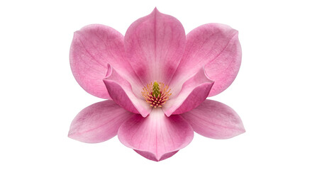 Pink magnolia flower isolated on transparent background © Chanapat