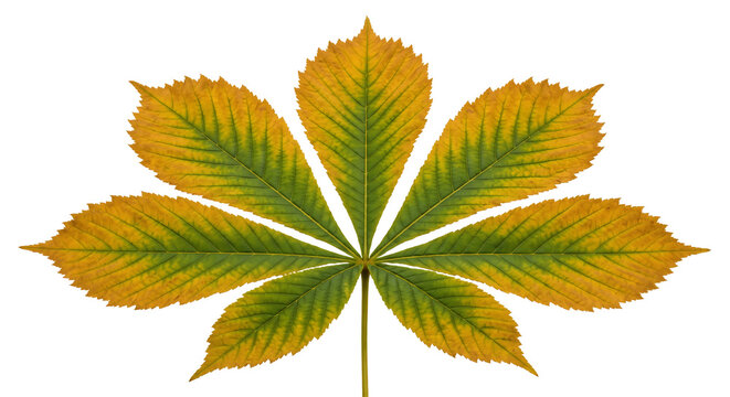 Autumn horse chestnut leaf isolated on transparent background