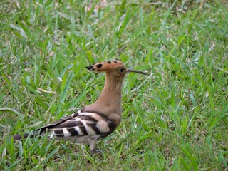 Closeup Eurasian Hoopoe waling in green grass © Bilal Ahmed