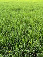 Obraz premium Lush Green Rice Field with Fresh Growing Rice Plants