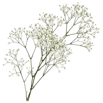 White Gypsophila Baby's Breath Branch on Black Background