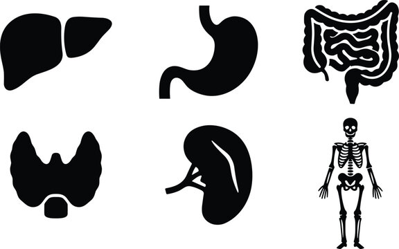Human internal organs and skeleton silhouette vector icon set isolated on white background