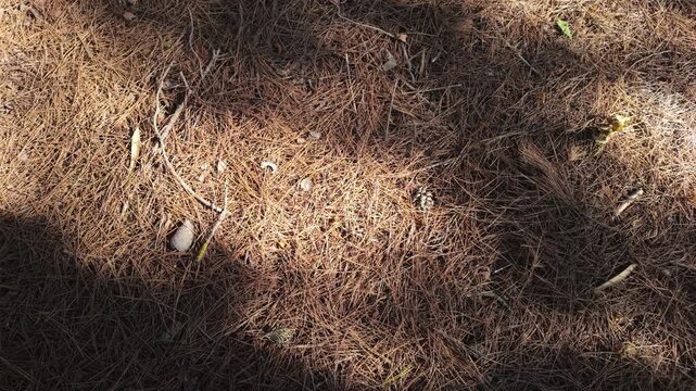Pine forest floor with dry needles, natural texture and soft shadows