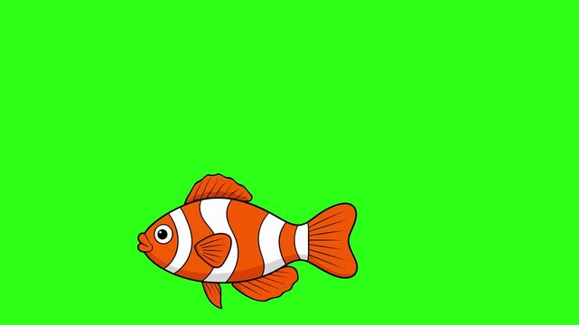 Cute cartoon clownfish swimming slowly on a green screen background. Animated orange striped fish for tropical, ocean, and kids content