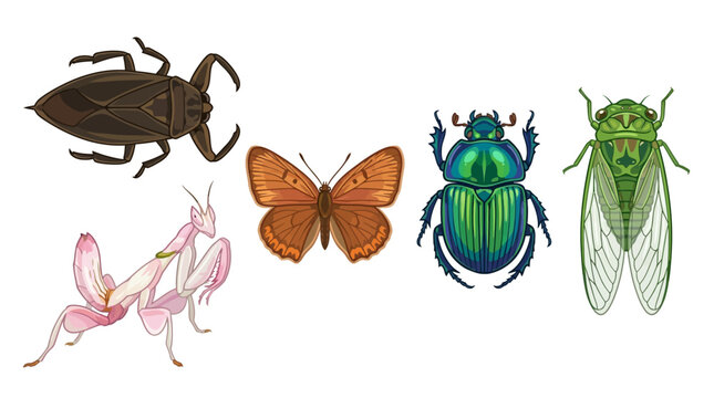 Detailed insect vector set with beetle, butterfly, orchid mantis, and cicada. Realistic bug collection for biology and nature education.