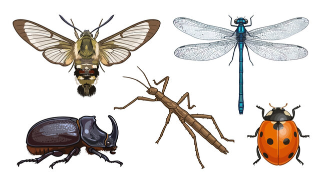 Vintage insect collection with detailed dragonfly and beetle. Realistic bug vector set featuring ladybug, stick insect, and moth icons.