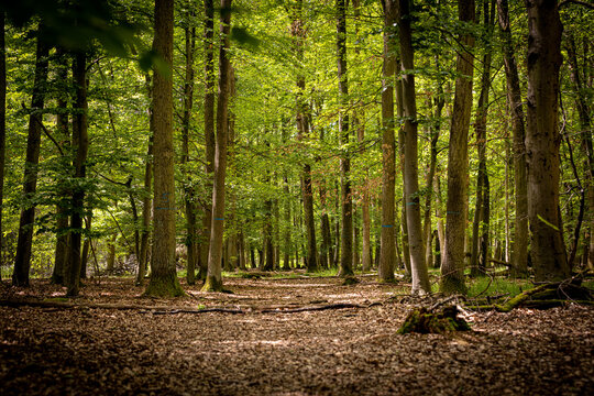 Laubwald