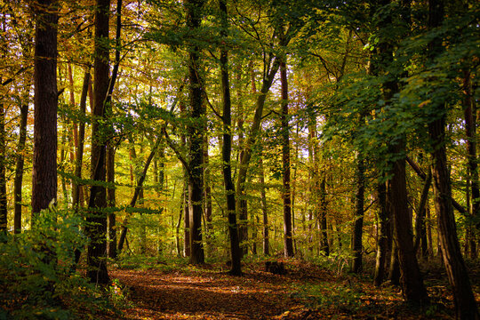 Laubwald