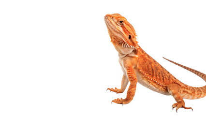 Fototapeta premium Exotic orange bearded dragon lizard walking alertly isolated on transparent background