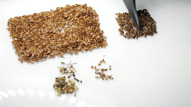 Flax seeds separated from impurities during grain quality testing in an agricultural laboratory, showing laboratory inspection and analysis of a crop sample.