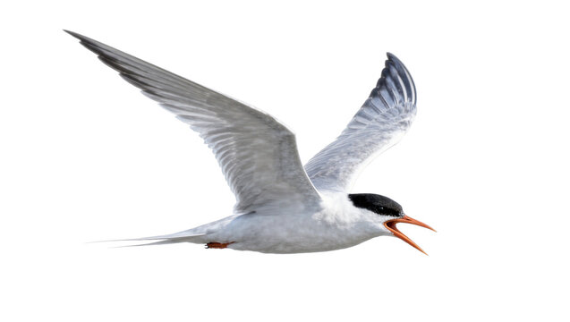 Arctic tern bird with black cap and orange beak in flight, isolated on transparent background