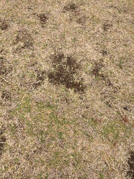 green grass texture
