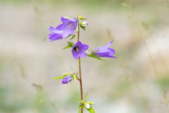bluebell flowers i