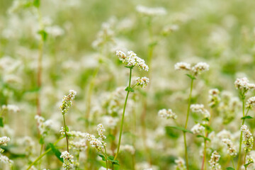 Obraz premium Close-up of a blooming buckwheat field