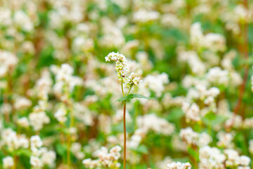 Obraz premium Close-up of a blooming buckwheat field