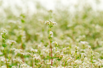 Obraz premium Close-up of a blooming buckwheat field