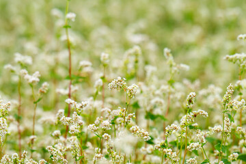 Obraz premium Close-up of a blooming buckwheat field
