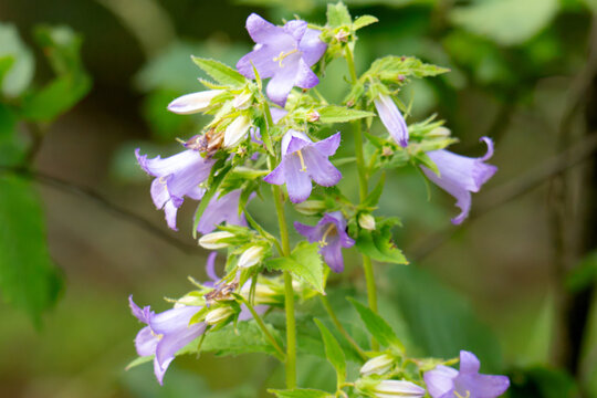 bluebell flowers i