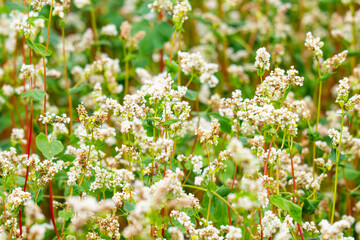 Obraz premium Close-up of a blooming buckwheat field