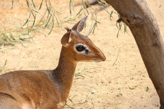 Graceful Dik-Dik Antelope Resting in Natural Habitat Under Tree Shade