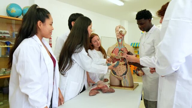 Group of young multiracial medical students in lab coats studying the human body with an anatomical torso model, learning about internal organs during a practical lesson at the university