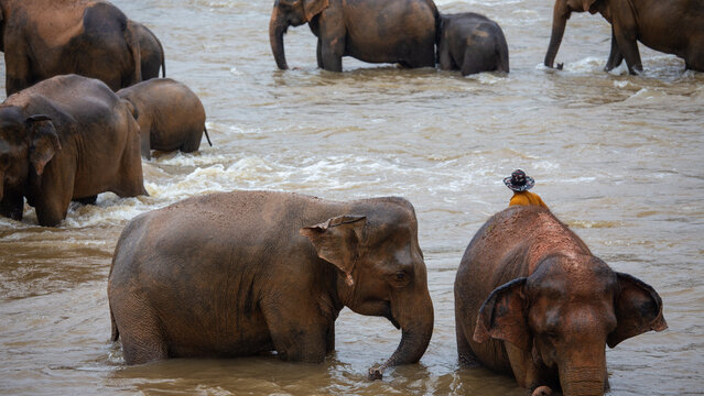 View of Pinnawala Elephant Orphanage with a group of elephants bathing in the river and a mahout nearby in Rambukkana, Sabaragamuwa Province, Sri Lanka.