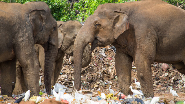 View of Garbage Elephants foraging for food in a waste dump surrounded by white egrets in Ampara, Eastern Province, Sri Lanka.