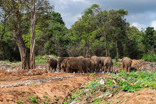 View of a group of wild elephants foraging for food in a landfill site surrounded by trees and vegetation in Ampara, Eastern Province, Sri Lanka.
