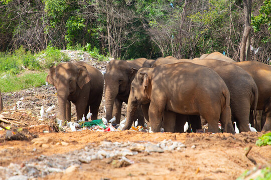 View of Garbage Elephants foraging for food in a landfill site surrounded by trees and white egrets in Ampara, Eastern Province, Sri Lanka.