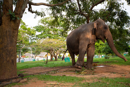 View of an elephant chained to a tree in the grounds of Wewurukannala Buduraja Maha Viharaya in Dikwella, Southern Province, Sri Lanka.