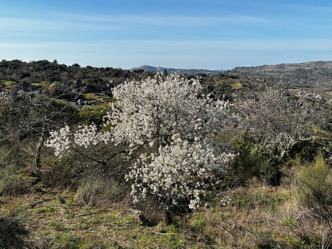 Blooming Almond Trees Under Blue Sky
