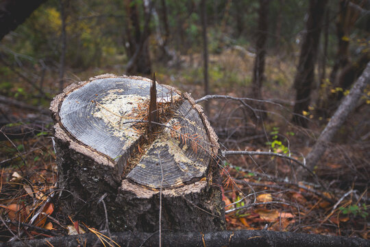 View of a tree stump in the Rogue River-Siskiyou National Forest, surrounded by forest floor debris and trees in Curry County, Oregon, United States.