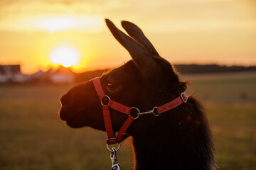 Llama © Safra-Fotografie