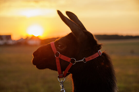 Llama