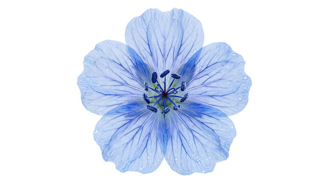 Pale blue geranium flower with detailed veins on transparent background