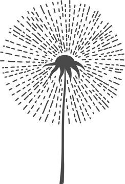 Stylized dandelion seed head with radiating lines on a white background