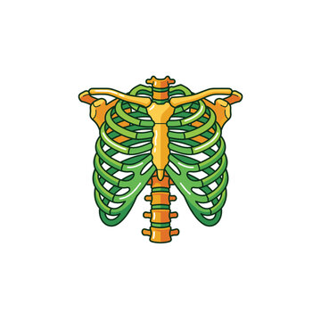 Stylized Human Rib Cage and Sternum Vector Illustration