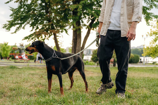 Man walking a Rottweiler dog on a leash in a park with green grass, trees, and people enjoying leisure activities in the background