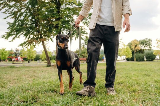 Man walking a Doberman dog on a leash in a green park with trees and grass, casual clothing and outdoor setting visible in the background