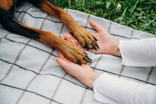 Dog's paw resting on a woman's hand on a checkered blanket in a grassy outdoor setting, showcasing a bond between pet and owner