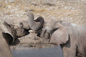 Two African Elephants sparring at a waterhole in Etosha National Park, Namibia, Africa © dvlcom