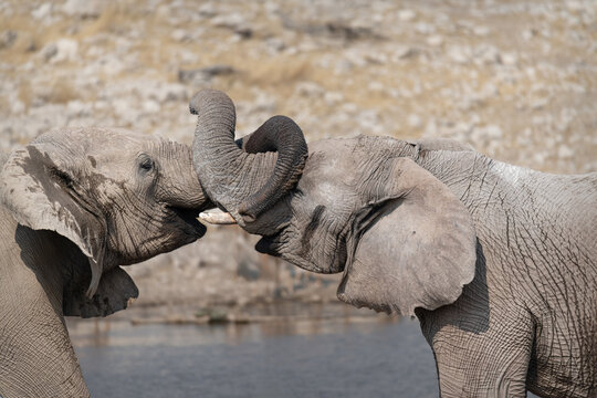 Two African Elephants sparring at a waterhole in Etosha National Park, Namibia, Africa